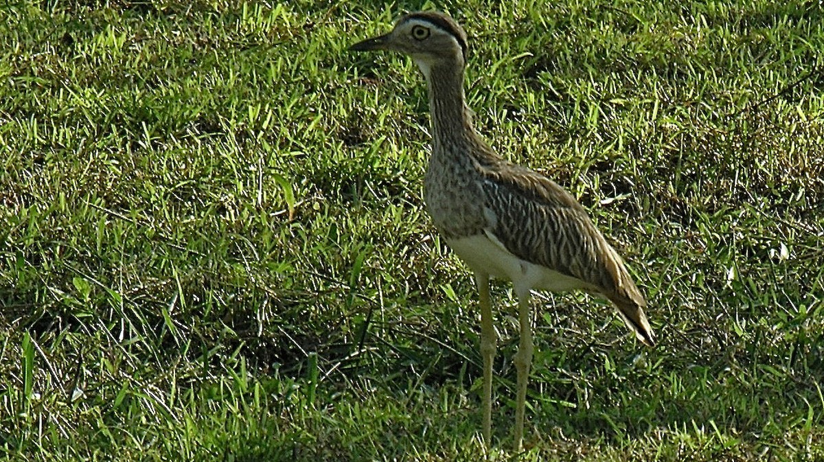 Double-striped Thick-knee - Erkki Lehtovirta