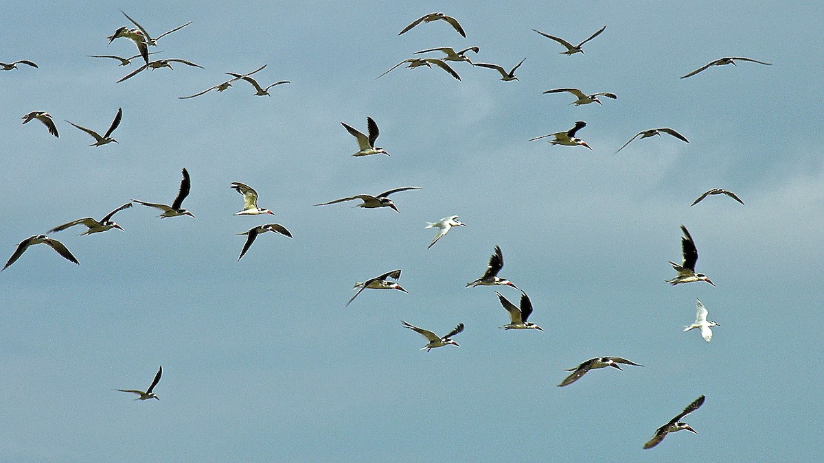 Black Skimmer - Erkki Lehtovirta