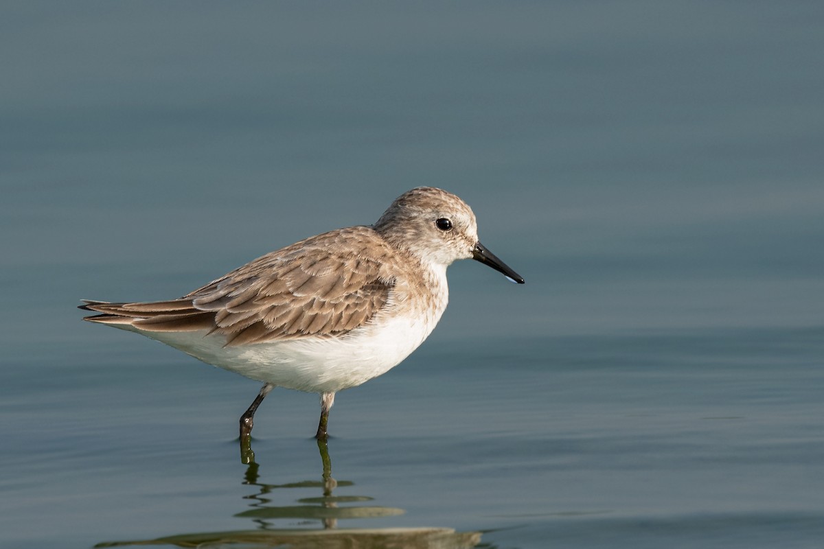 Little Stint - ML403565841