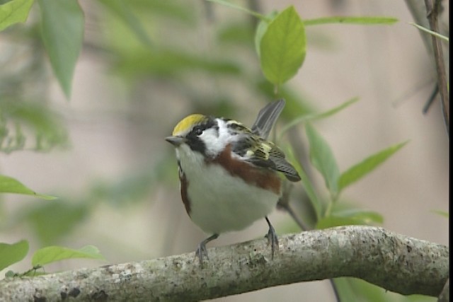 Chestnut-sided Warbler - ML403566