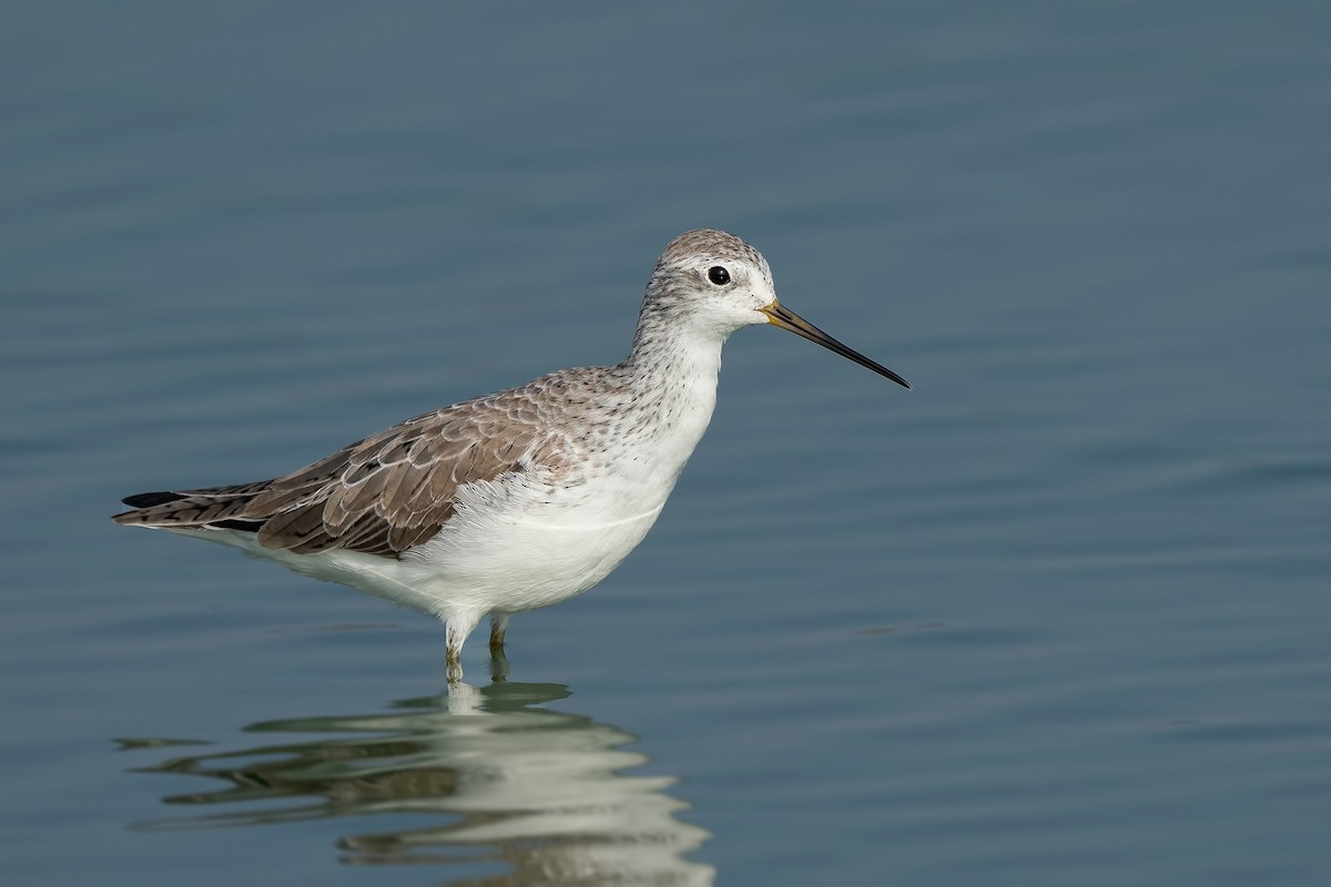 Marsh Sandpiper - ML403566021