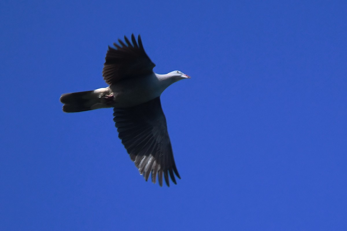 Mountain Imperial-Pigeon - ML403566511