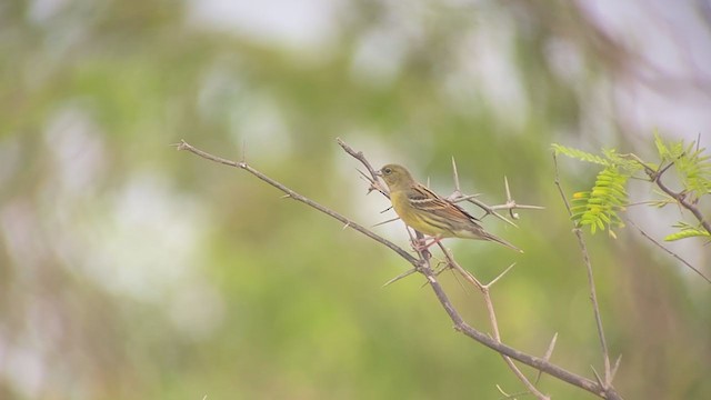 Yellow Bunting - ML403566671