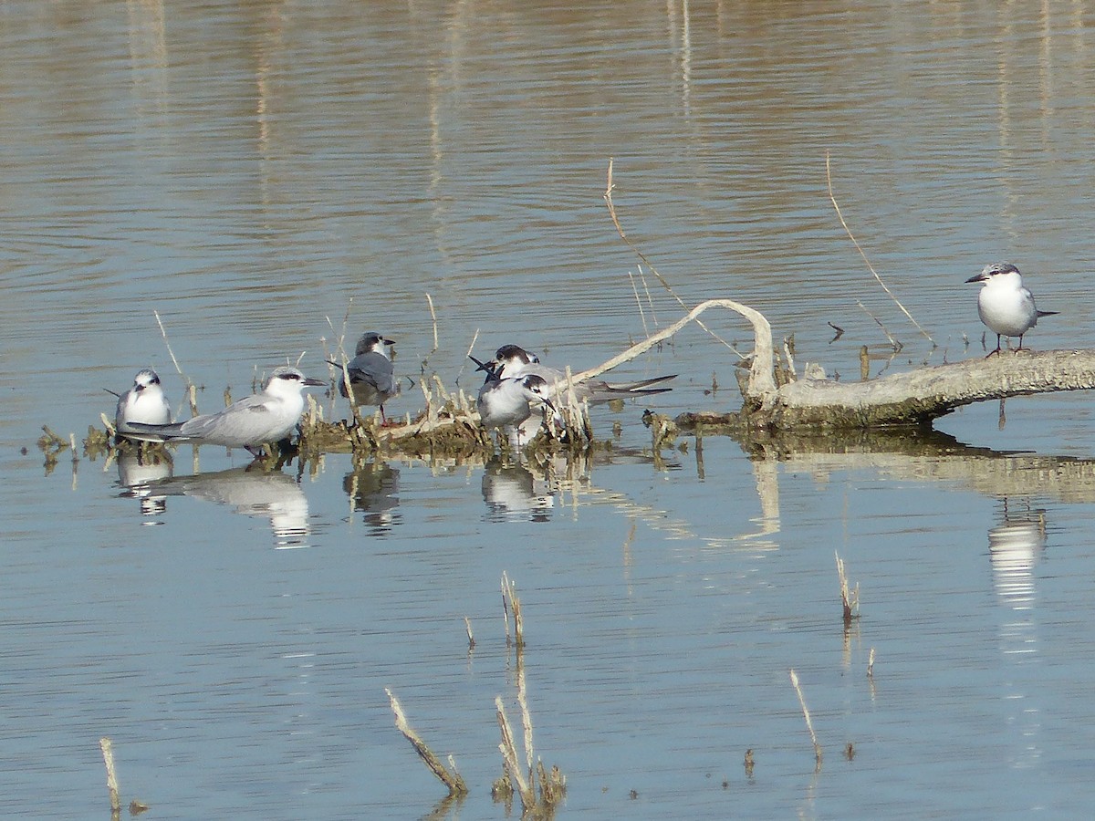 White-winged Tern - ML403568441