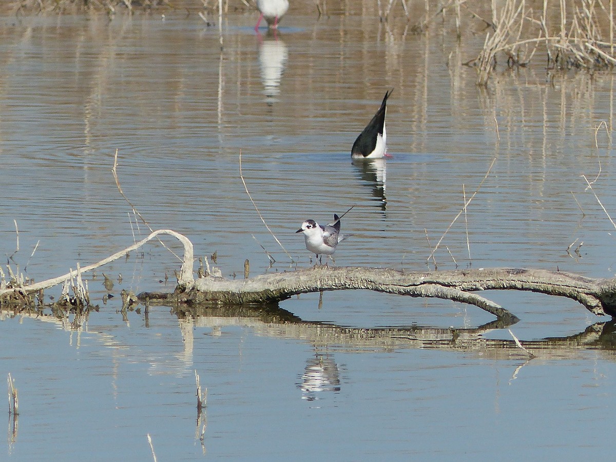 White-winged Tern - ML403568451