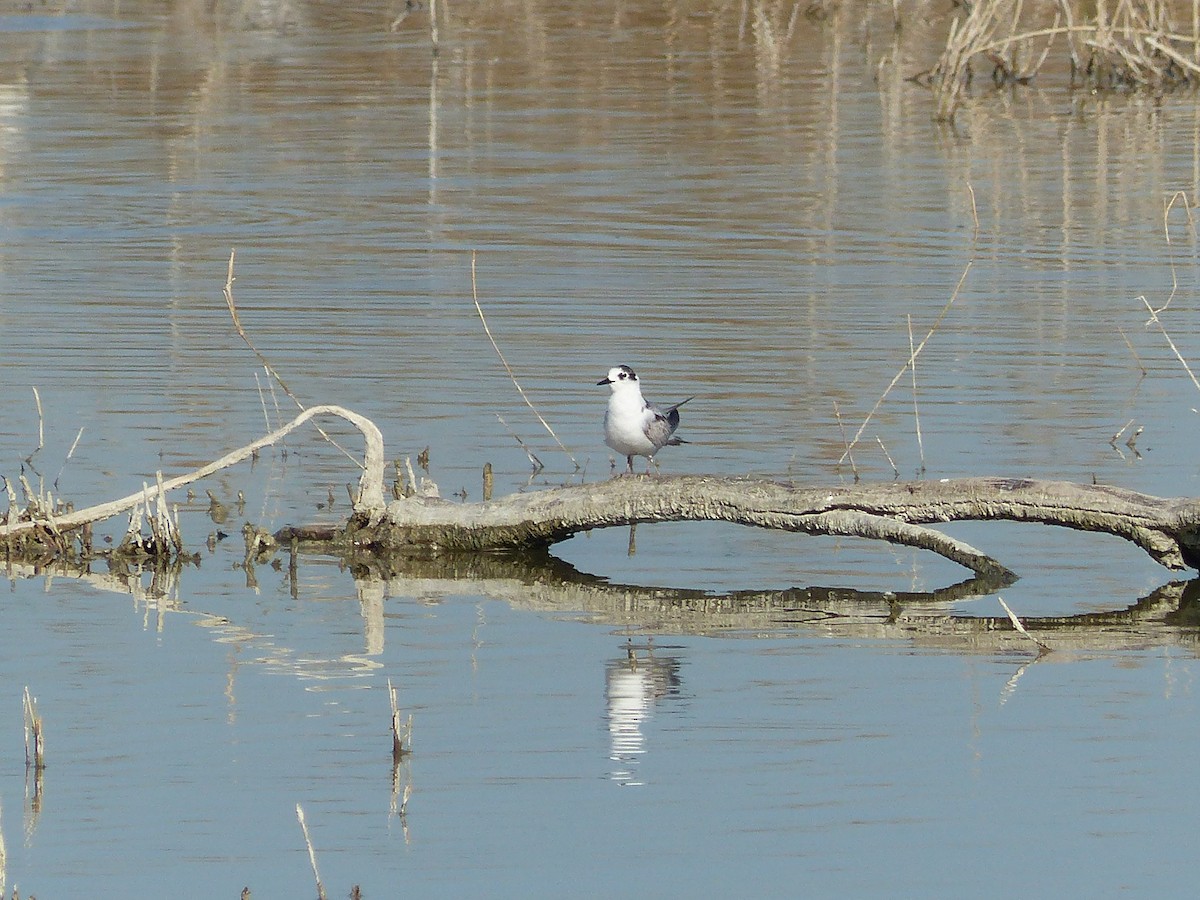 White-winged Tern - ML403568461