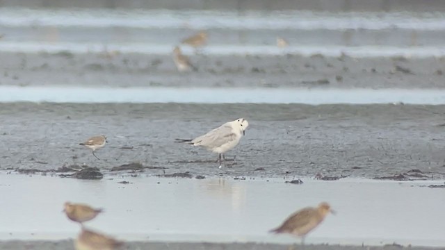 Saunders's Gull - ML403568741