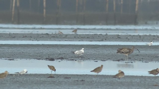 Saunders's Gull - ML403568751