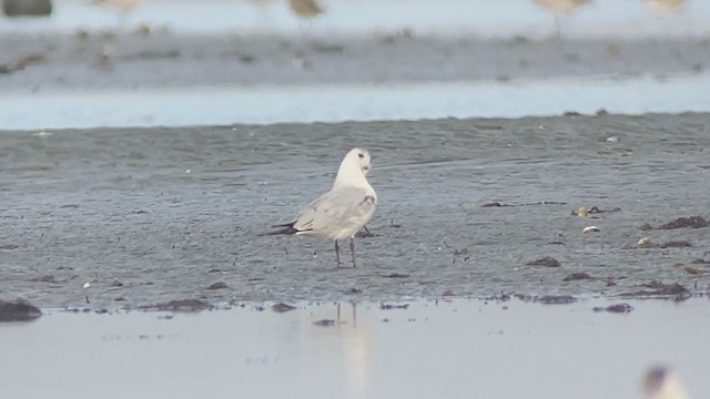 Saunders's Gull - ML403568781