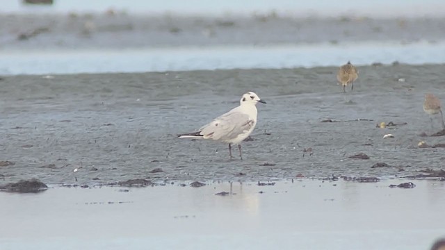 Saunders's Gull - ML403568861