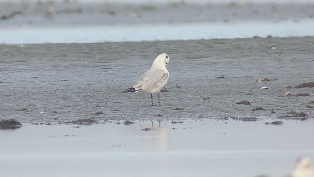 Saunders's Gull - ML403569201