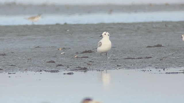 Saunders's Gull - ML403569241