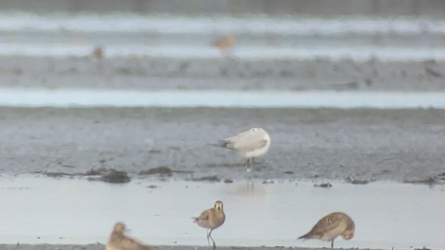 Saunders's Gull - ML403569501