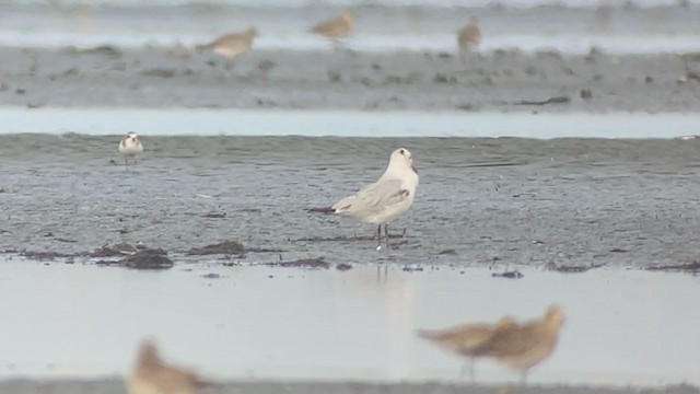 Saunders's Gull - ML403569591
