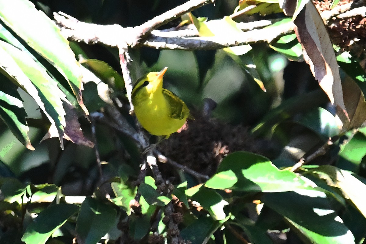 Hainan Leaf Warbler - ML403569731