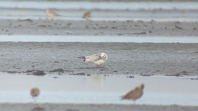 Saunders's Gull - ML403569871