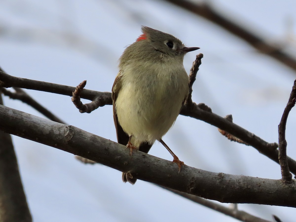 Ruby-crowned Kinglet - ML403570221