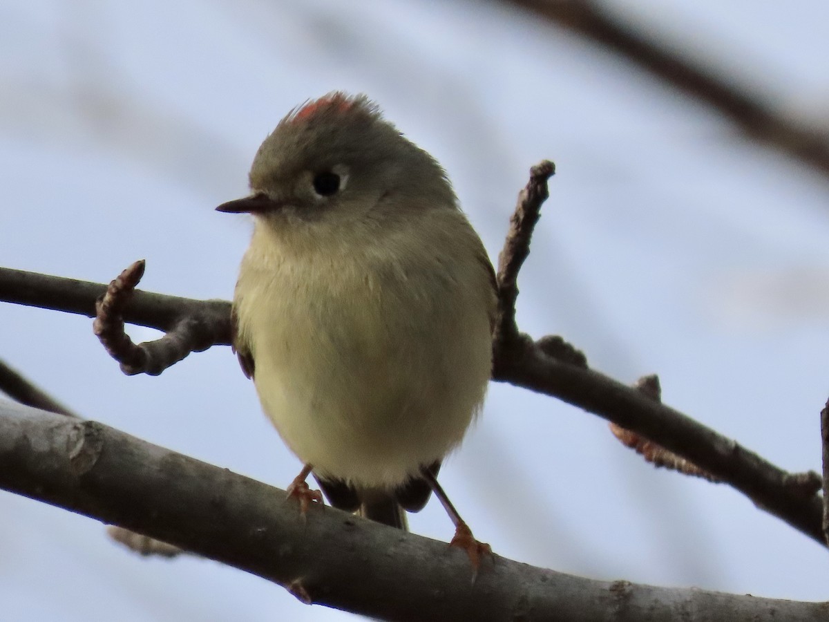 Ruby-crowned Kinglet - ML403570231