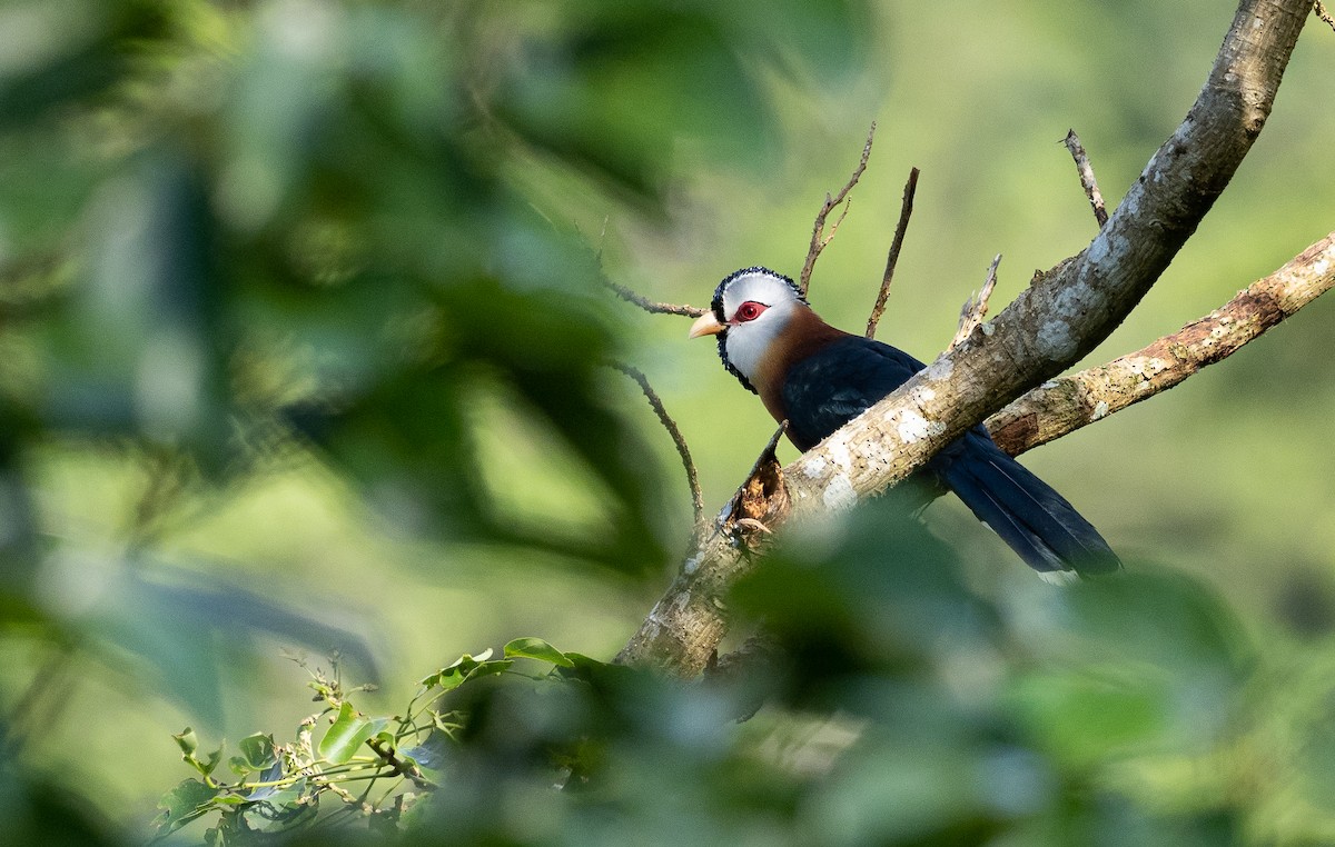 Scale-feathered Malkoha - Forest Botial-Jarvis