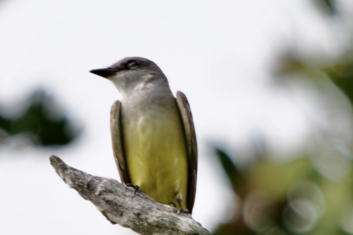 Western Kingbird - Gustino Lanese