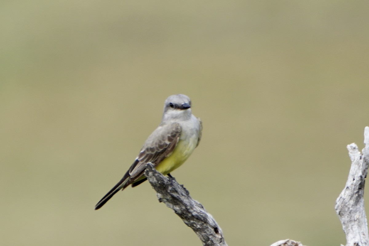 Western Kingbird - ML403570841