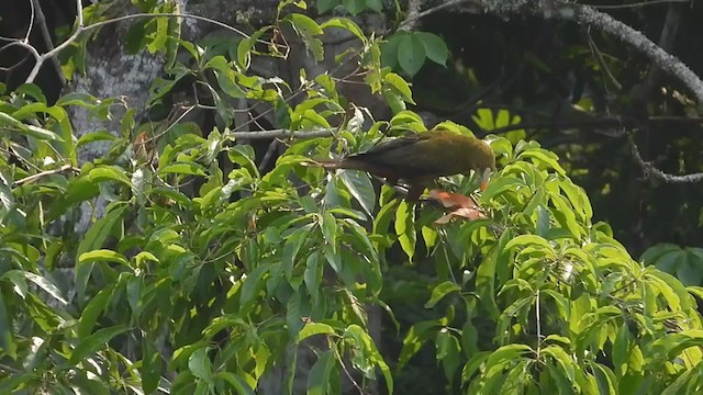 Green Oropendola - ML403570971