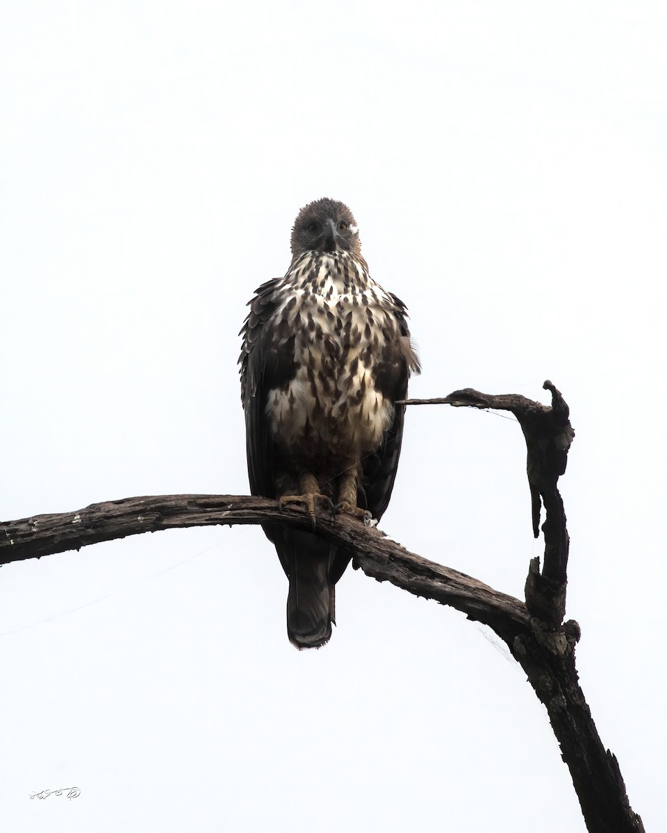 Changeable Hawk-Eagle - Partha Saradhi Allam