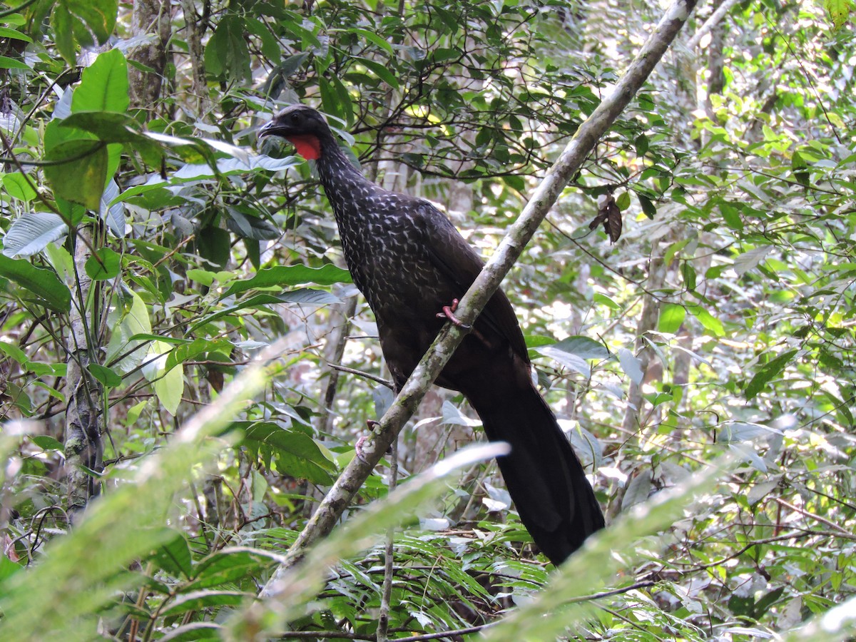 Cauca Guan - ML40357201