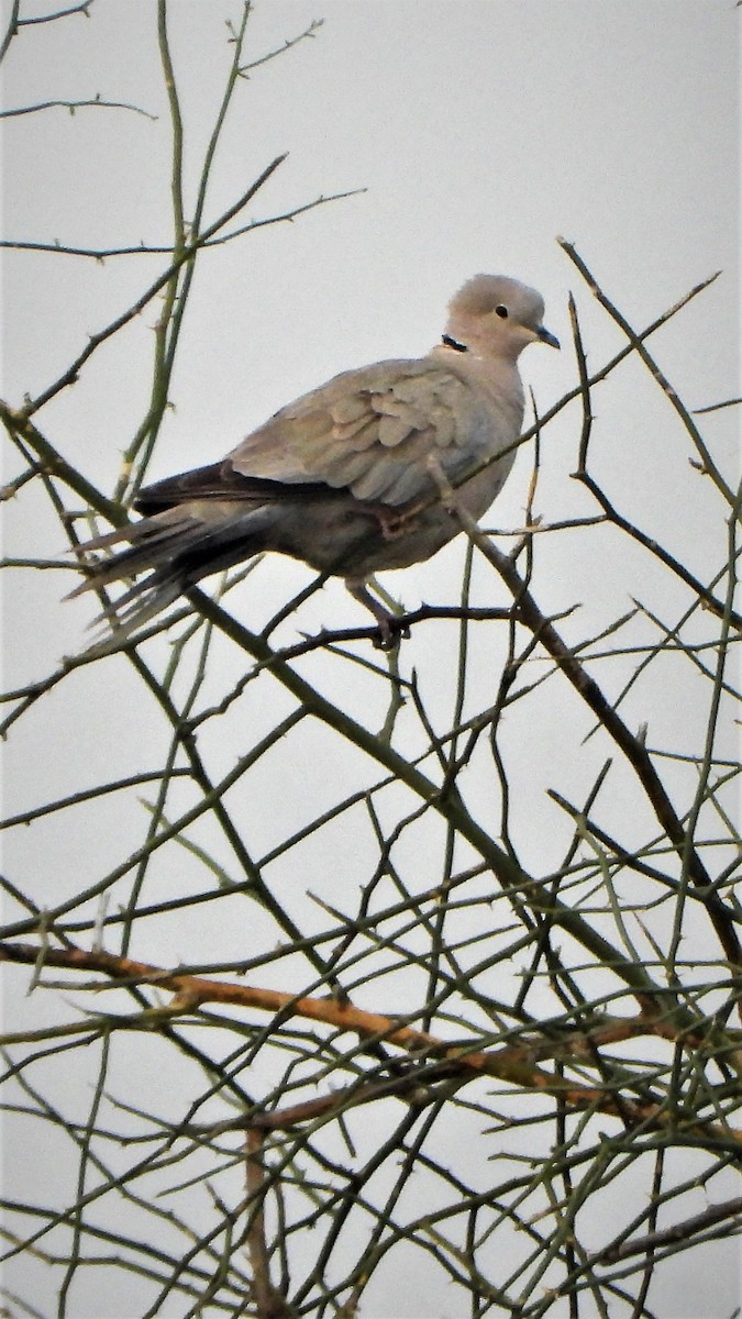 Eurasian Collared-Dove - ML403574961