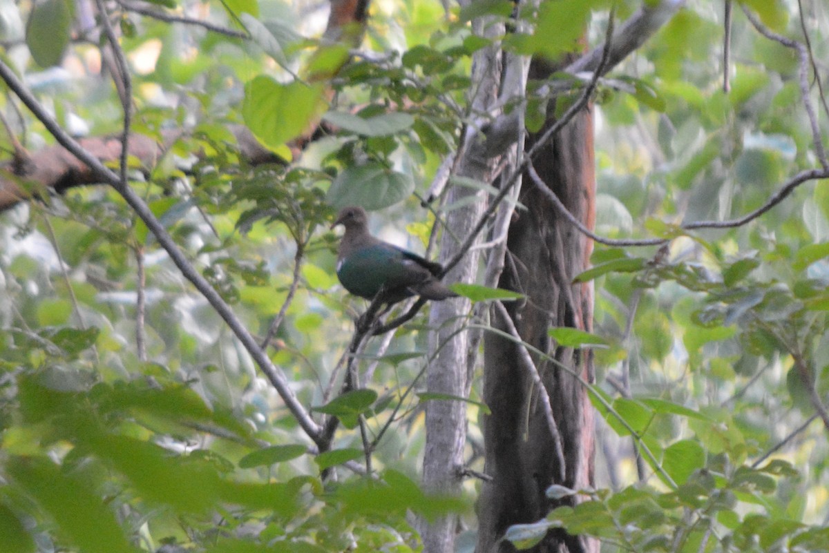 Pacific Emerald Dove - ML403575321