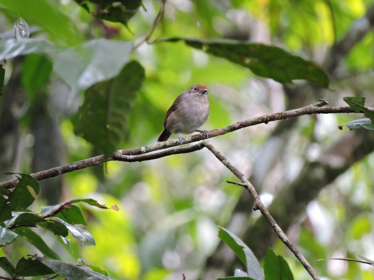 Plain Antvireo - ML40357601