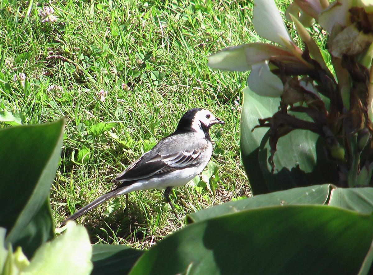 White Wagtail - ML403576281