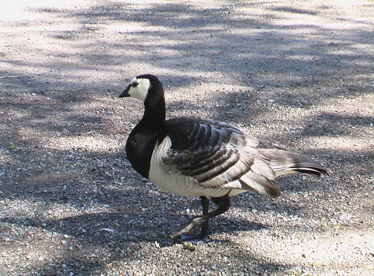 Barnacle Goose - ML403576511
