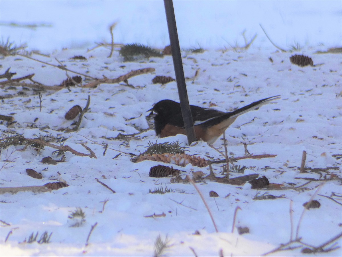 Spotted x Eastern Towhee (hybrid) - ML403576661