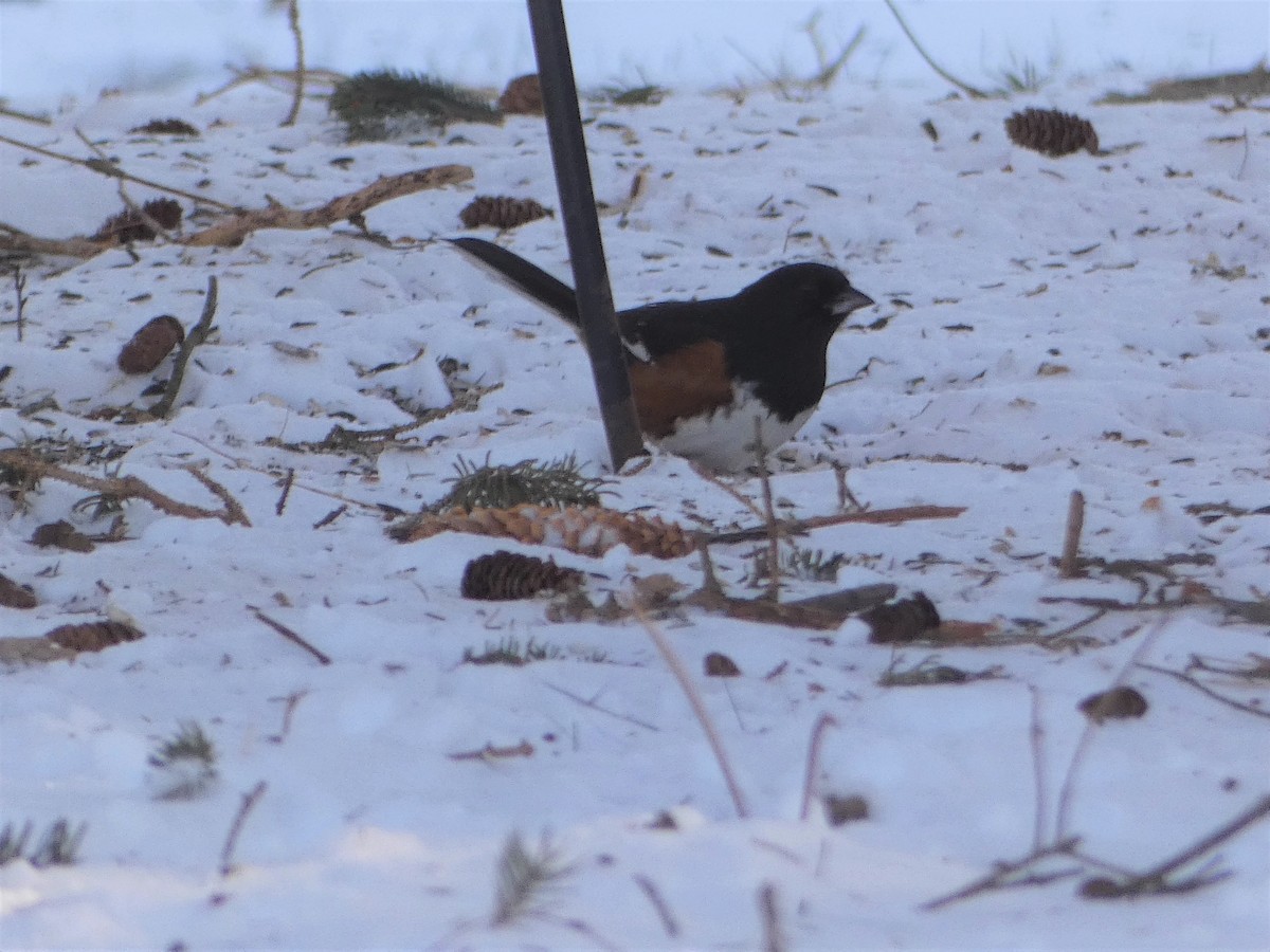 Spotted x Eastern Towhee (hybrid) - ML403576671