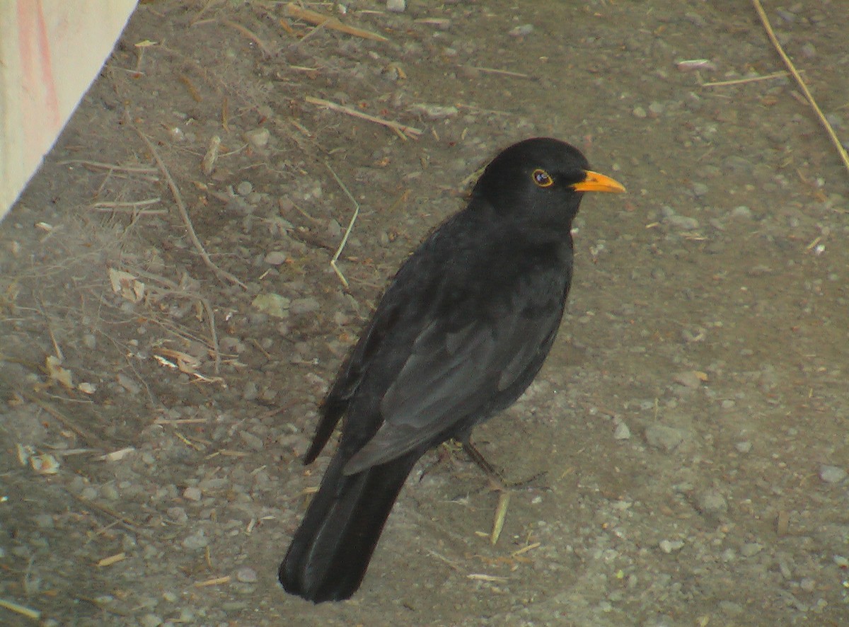Eurasian Blackbird - ML403576921