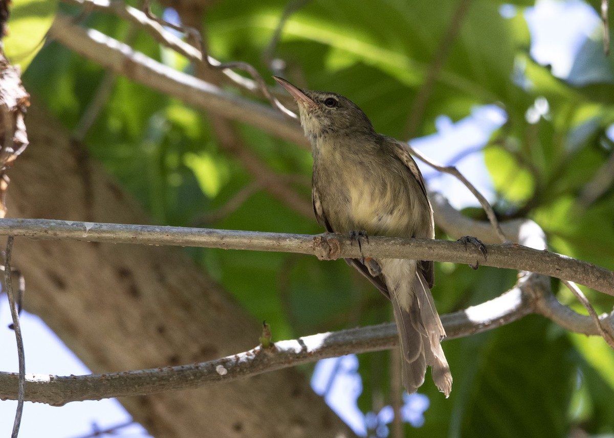 Seychelles Warbler - ML403576971