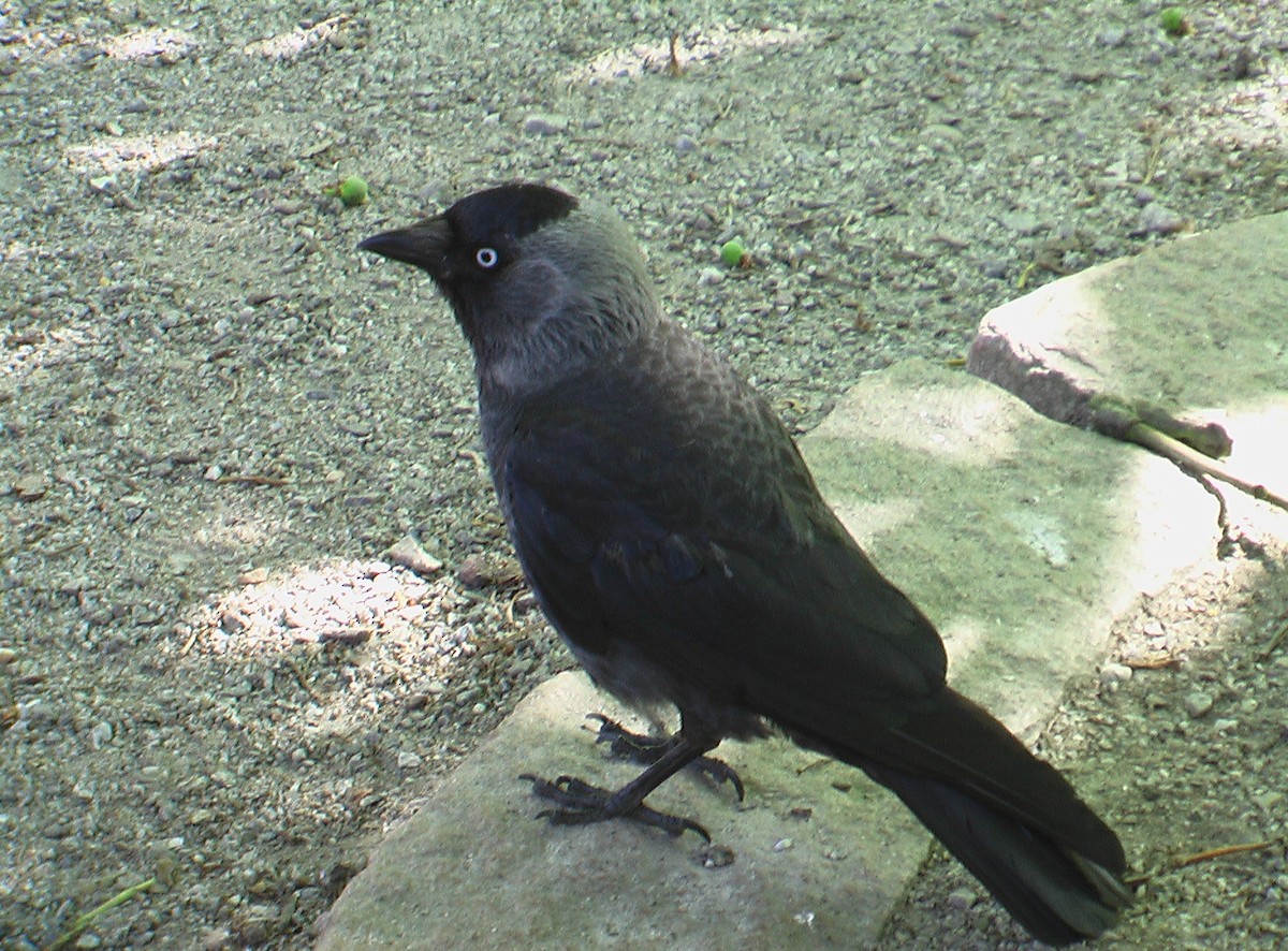 Eurasian Jackdaw - ML403577591