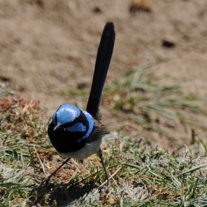 Superb Fairywren - ML40358051