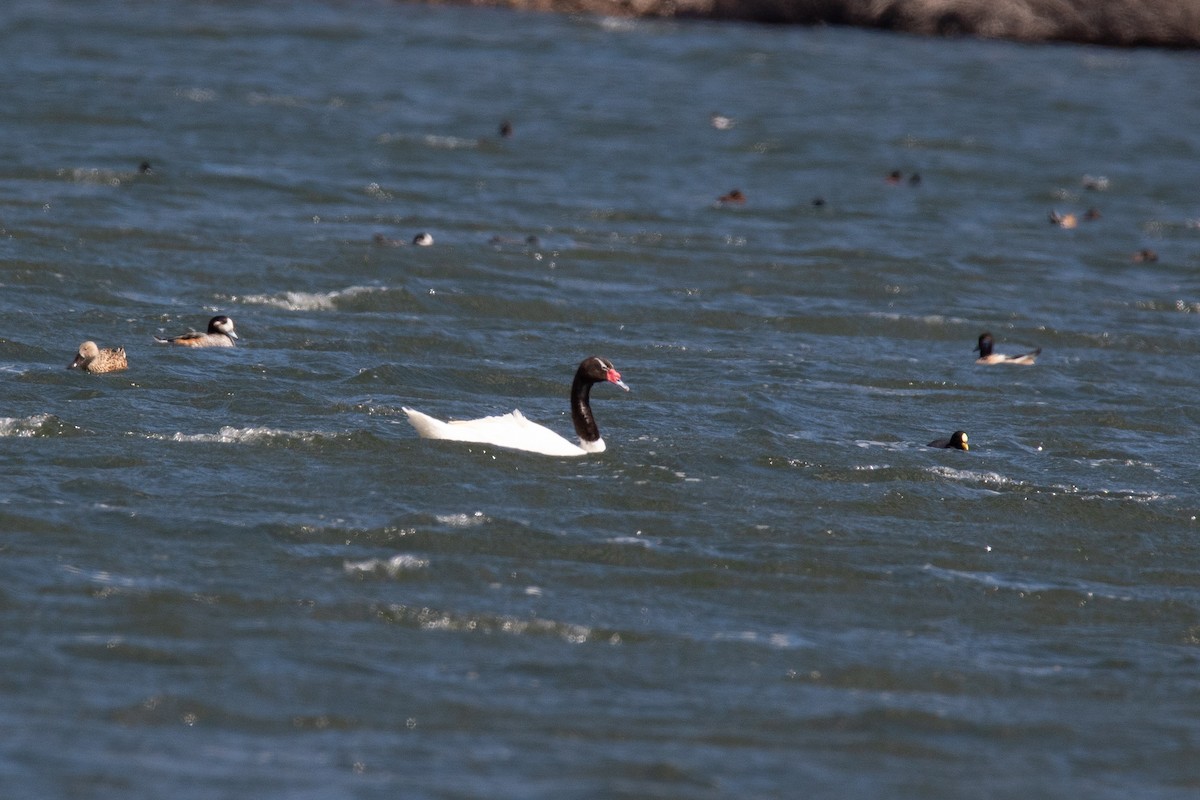 Black-necked Swan - ML403581751
