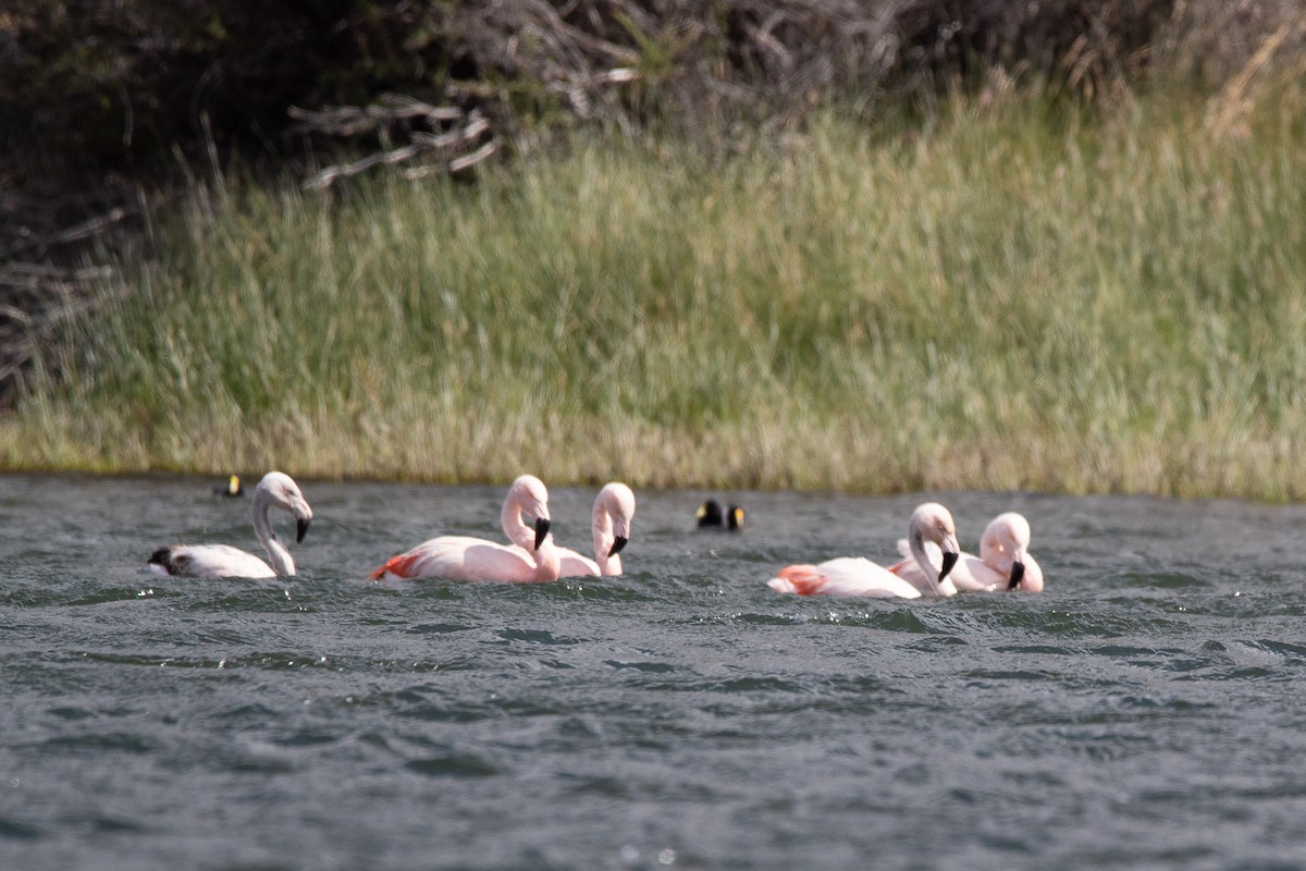 Şili Flamingosu - ML403581871