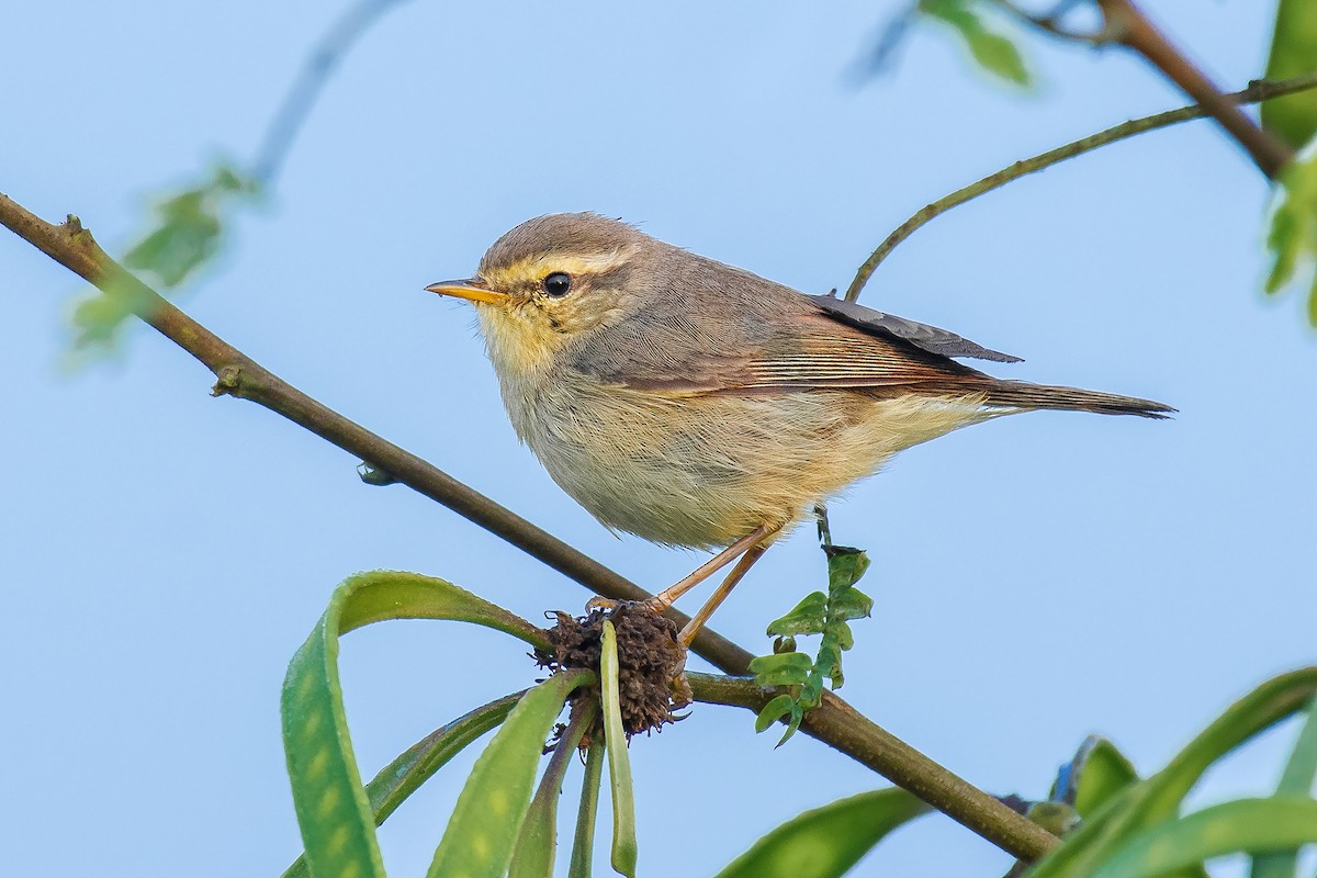 Tickell's Leaf Warbler (Alpine) - Natthaphat Chotjuckdikul