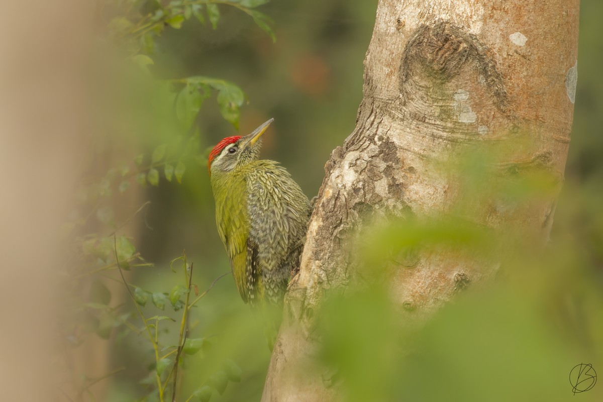 Streak-throated Woodpecker - arjun basandrai