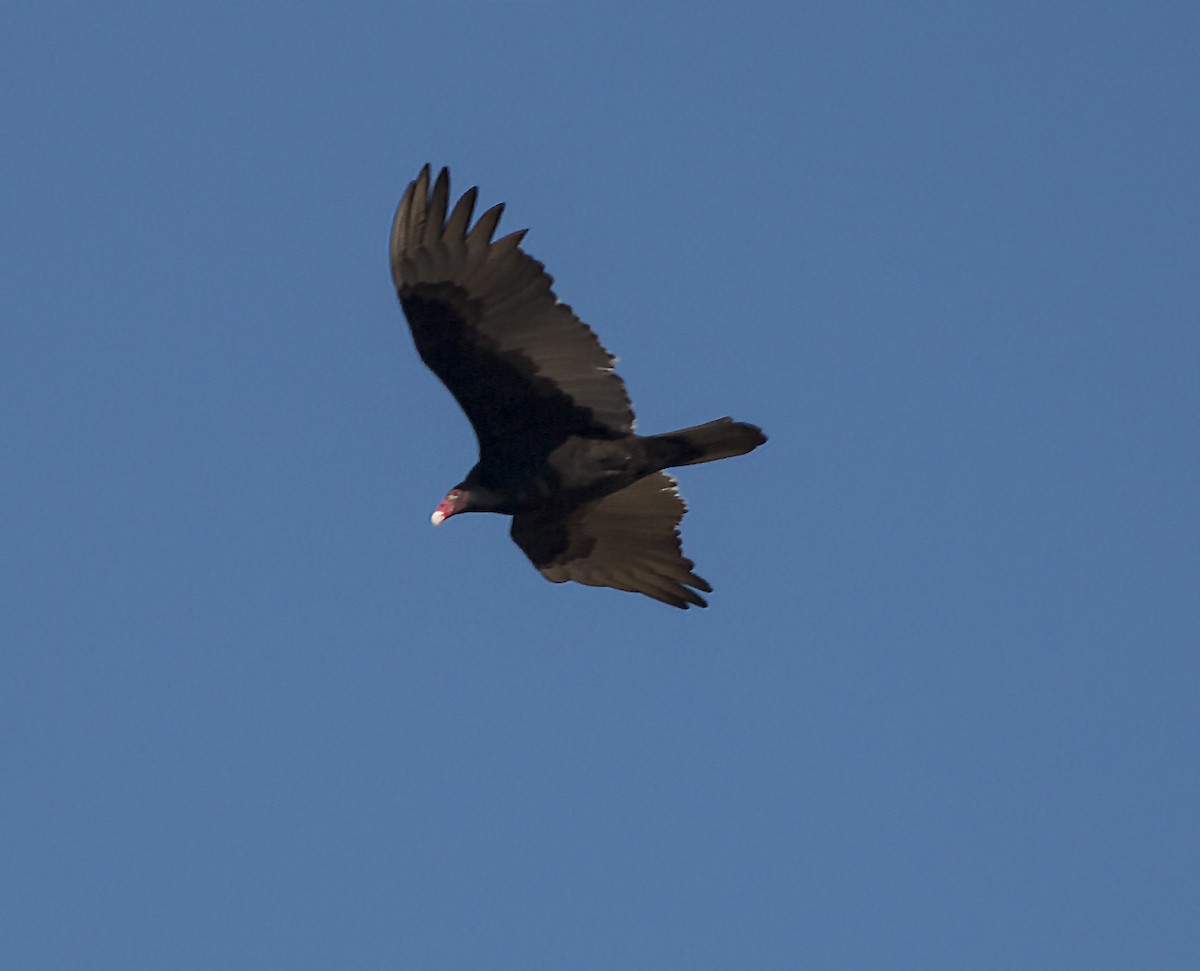 Urubu à tête rouge - ML40358431