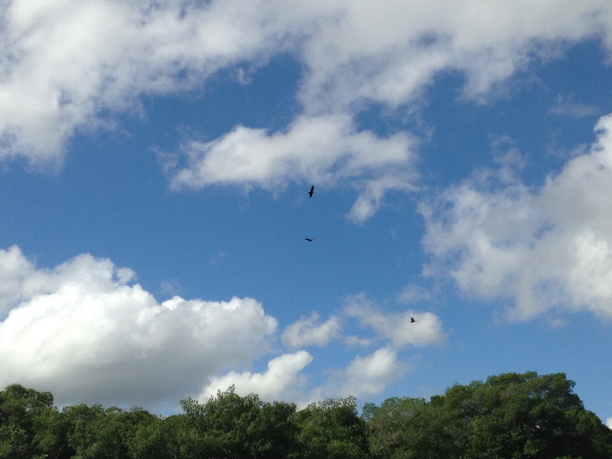 Turkey Vulture - ML403584491