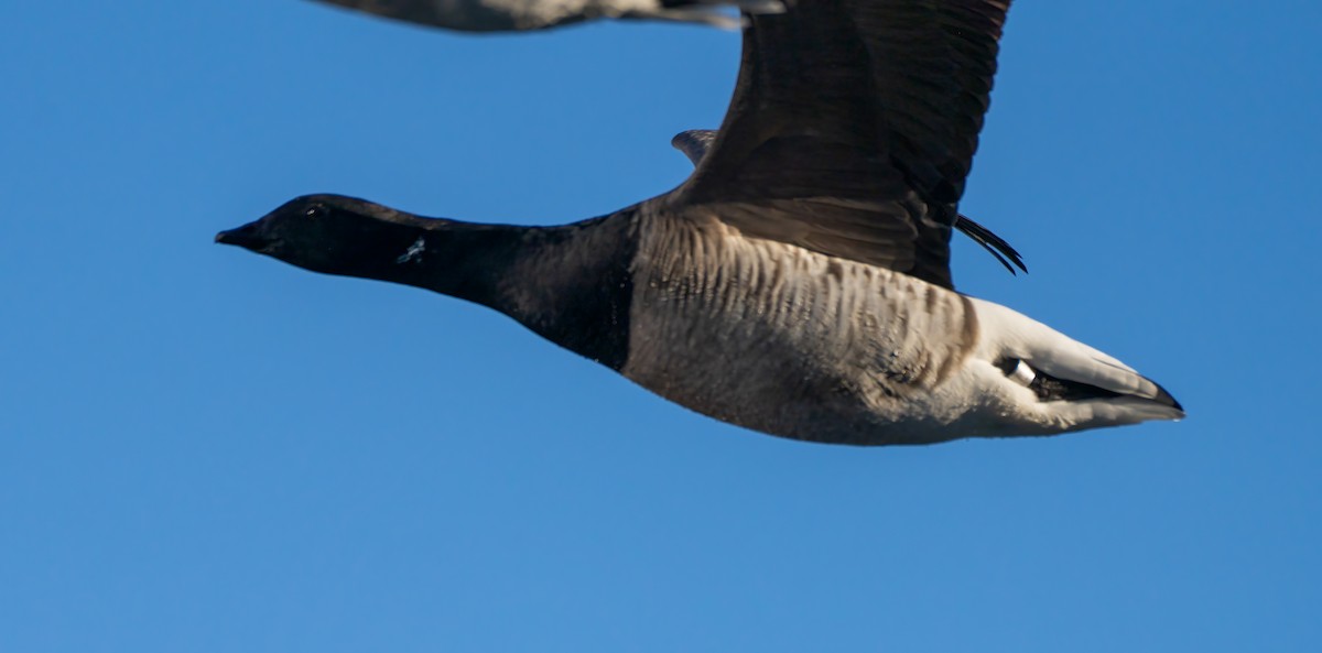 Brant - ML403585091