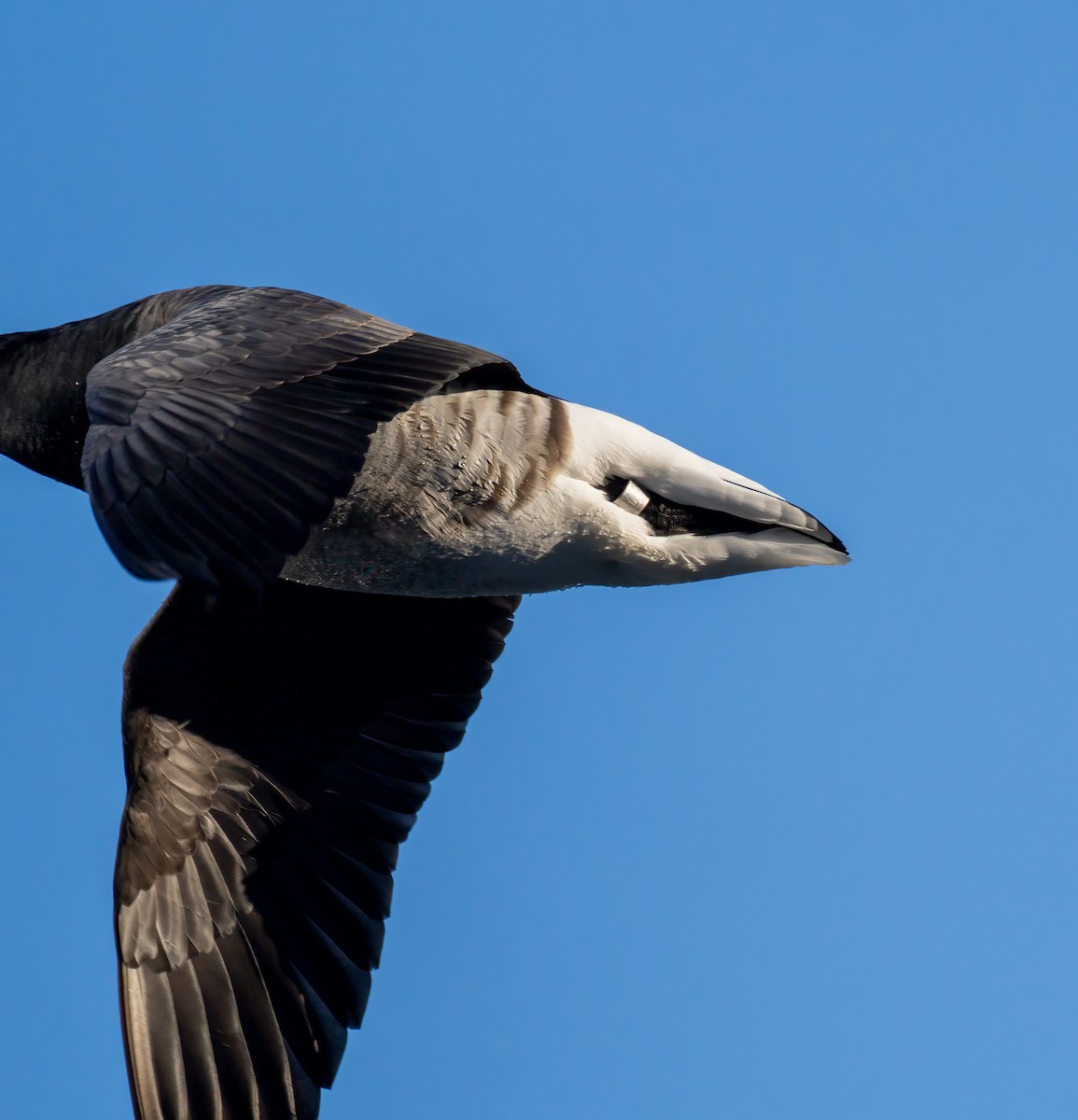Brant - ML403585111