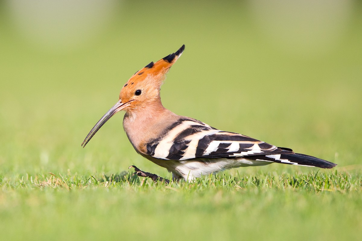 Common Hoopoe - Rhys Marsh