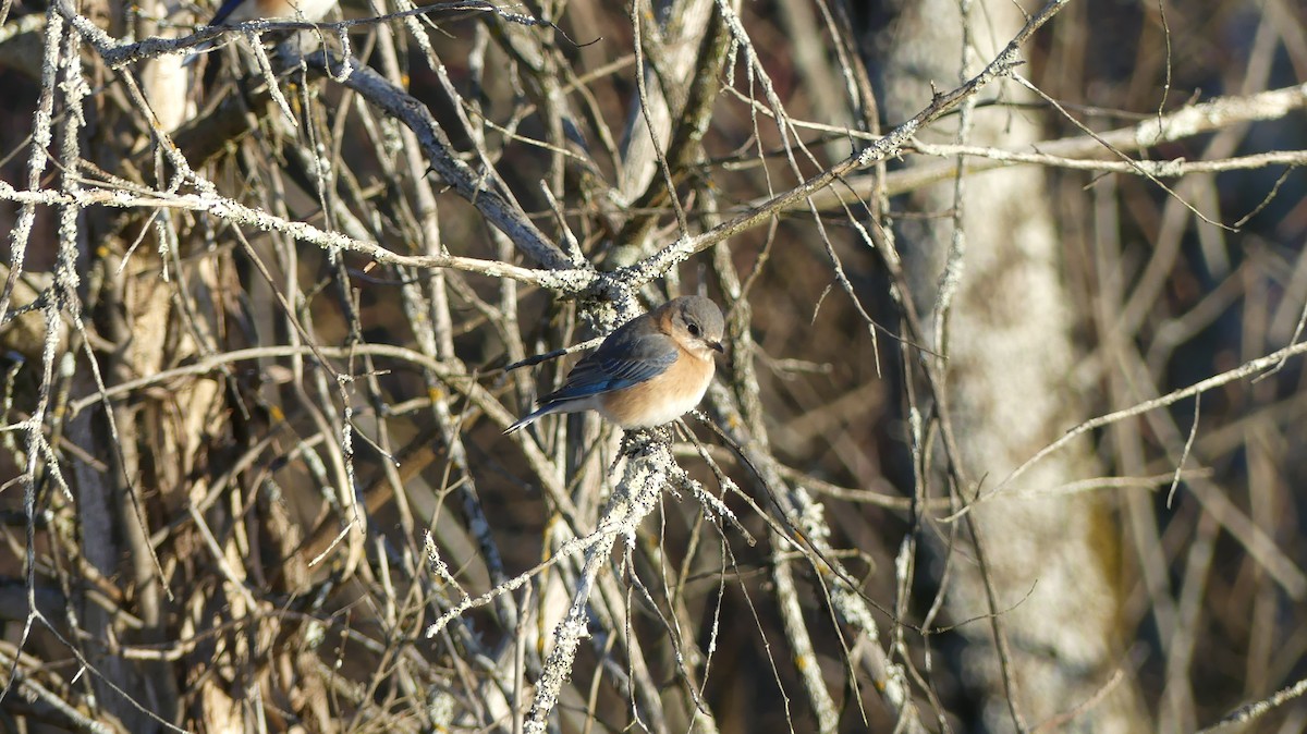 Eastern Bluebird - ML403586681