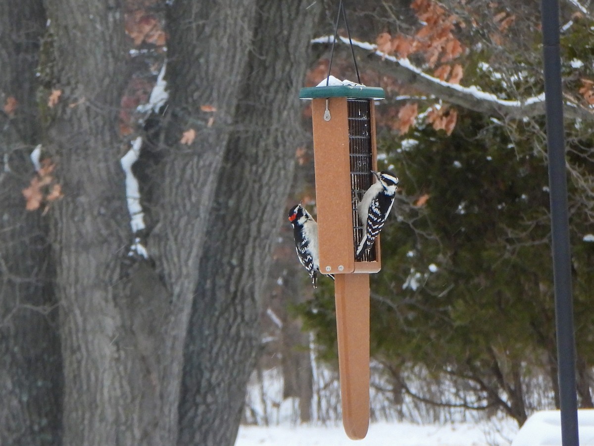 Downy Woodpecker - Amy B